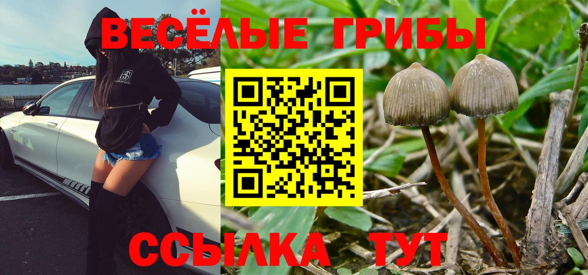 Камень-на-Оби  Псилоцибиновые грибы Cubensis  Вход с VPN  Псилоцибиновые грибы мицелий 